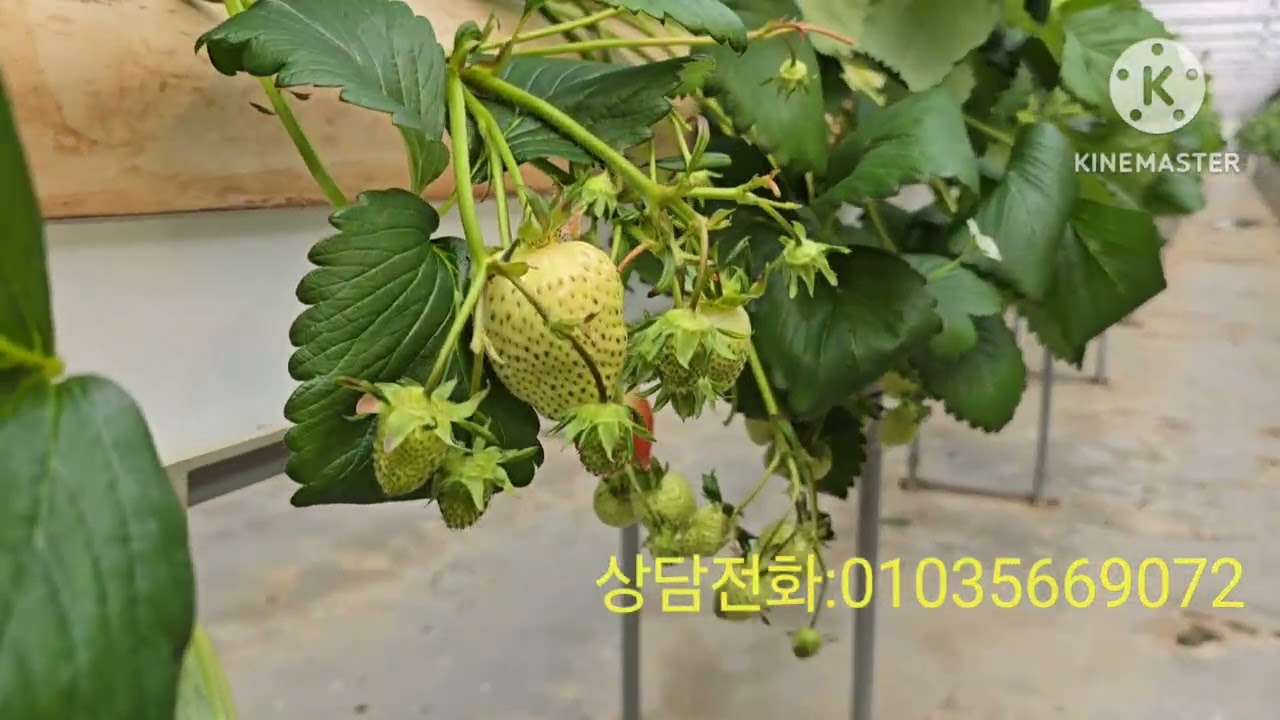그린톡톡 +천균만마로 딸기생산