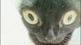 Funny cats compilation (not mine) 😂 #cat #funny #funnycats #fyp #viral