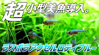 1匹生体紹介第一弾 超小型美魚な熱帯魚を導入 ラスボラアクセルロディブルー 106 アクアリウム Youtube 1匹生体紹介第一弾 超小型美魚な熱帯魚を導入 ラスボラアクセルロディブルー 106 アクアリウム Youtube