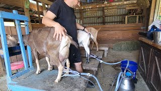 Milking Goats Made Easy: How to Use a Milking Machine for Beginners