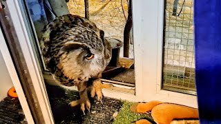 Open the window! The owl has come! Owl Yoll wants to go home