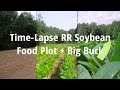 Timelapse of soybean food plot  amazing