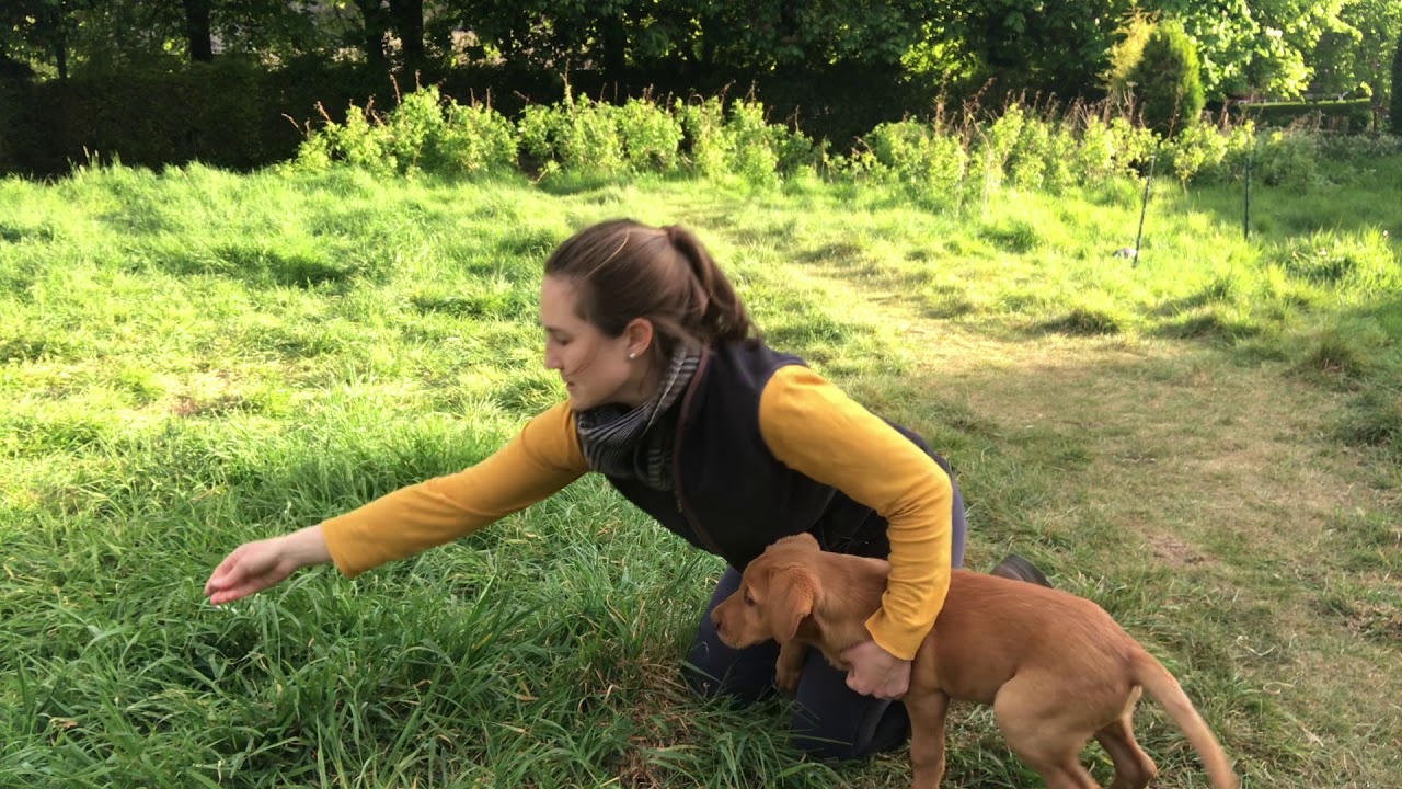 Derrity Gundogs - Puppy Training - Go Play - YouTube