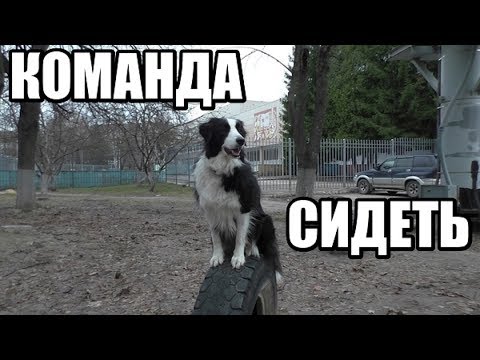 КАК НАУЧИТЬ СОБАКУ КОМАНДЕ "СИДЕТЬ"?  Два простых способа / Дрессировка собак