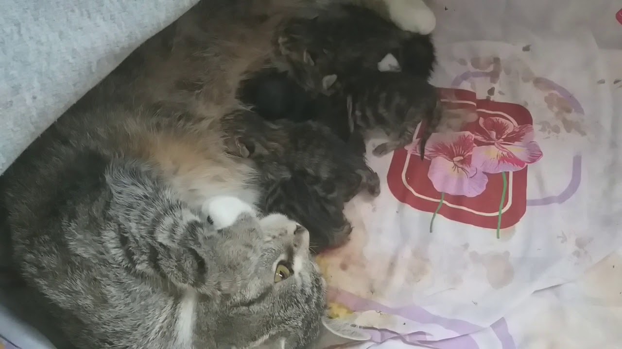Рождение Котят Фото
