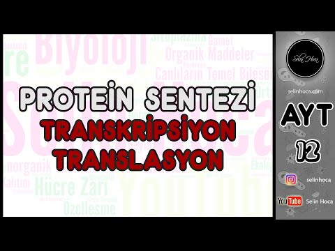 Video: Transkripsiyon ve translasyon arasında mRNA öncesi ne gibi değişiklikler yapılır?