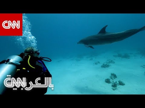 السباحة مع الدلافين في الجونة تجربة فريدة من نوعها في مصر