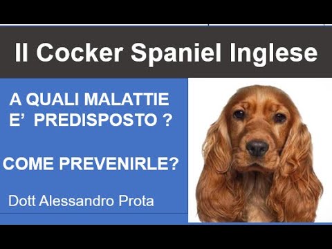 Video: Quali Proprietà Ha Un Cocker Spaniel?