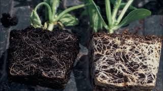 Pythium - Overview, Prevention & Control