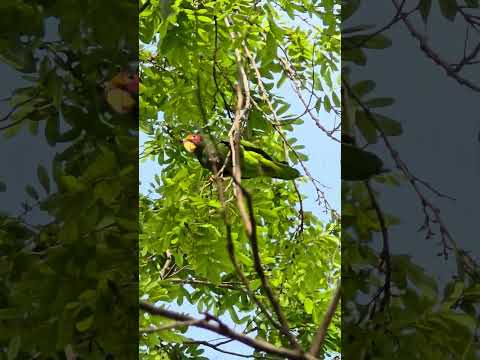 Loro Yucateco 𝘈𝘮𝘢𝘻𝘰𝘯𝘢 𝘹𝘢𝘯𝘵𝘩𝘰𝘭𝘰𝘳𝘢