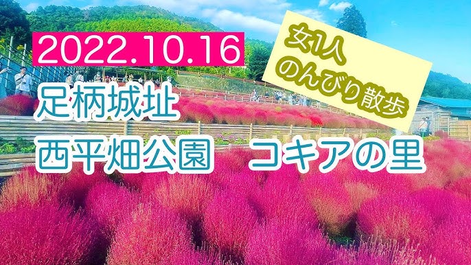 コキアの里行き方 How To Get To The Kochia Field Youtube