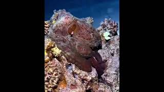 Amazing sea creatures