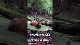 Jeleń byk z bliska #jelenie #las #rykowisko #wildlife #wild #nature #video #fun #edukacja