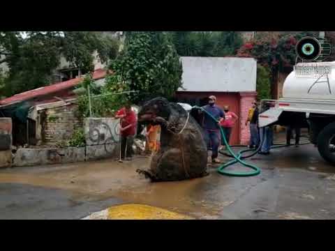 HALLAN BOTARGA DE RATA GIGANTE EN DRENAJE DE LA MAGDALENA CONTRERAS ...