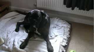 Marley the laziest boxer dog in the world