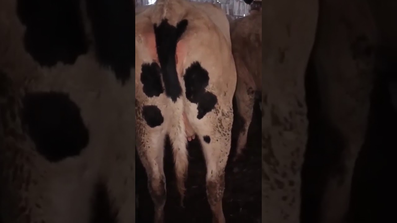 Нетели (от племродителей)чёрно пёстрые 100 гол из150 гол.Цена 145 тыс. ₽.Все в Описании +79173487772