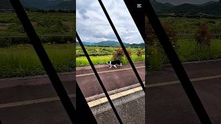 Min-ji the border collie running day