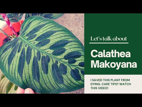 Calathea Makoyana Plant Care Guide || Peacock Plant Care Guide