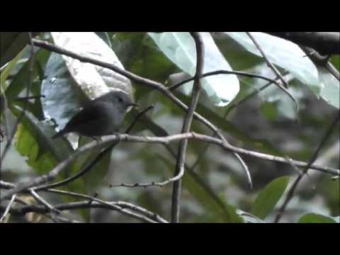 Alagoas Antwren - choquinha-de-alagoas - Myrmotherula snowi 