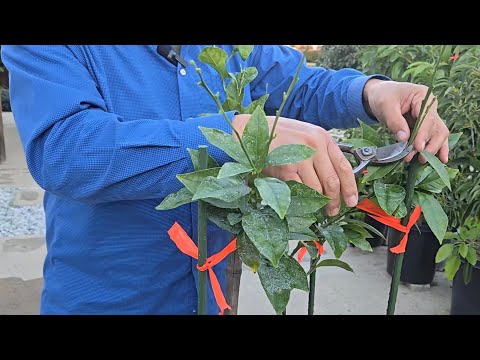 How to train a Citrus tree