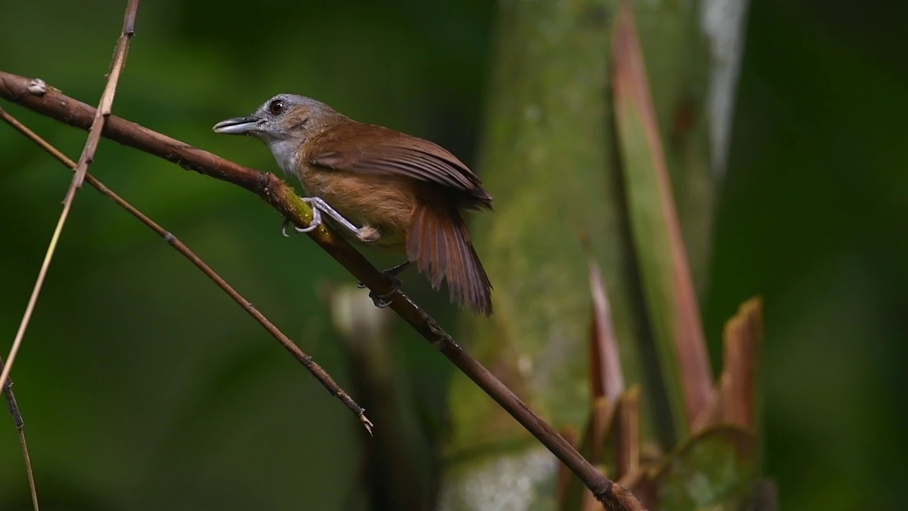 Horsfield's Babbler (Malacocincla sepiaria) Rimba Hutan