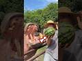 hippo eating watermelon #shorts