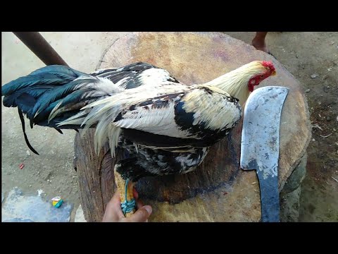Big fighter rooster superfast chicken cutting skills full process  howtocut
