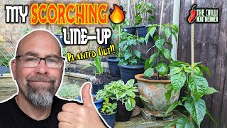 The Final Chilli Line Up | Planted Out  What am I growing on?