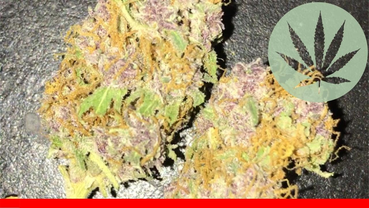 Godfather Purple Kush - All About This Strain