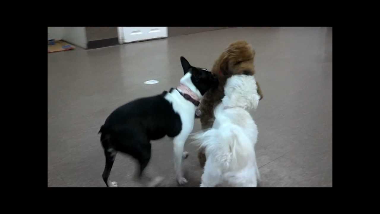 puppy paradise Spice Up Your... September