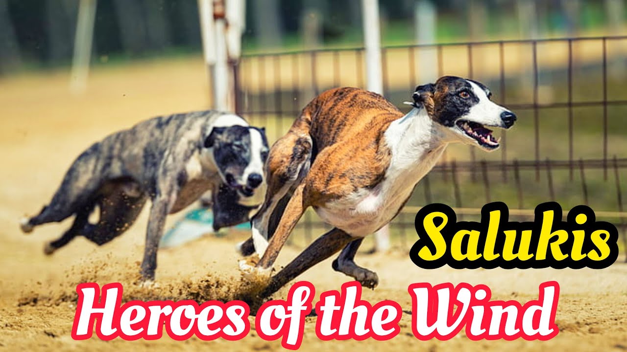 **"Exciting World of Greyhound Racing: A Deep Dive"**