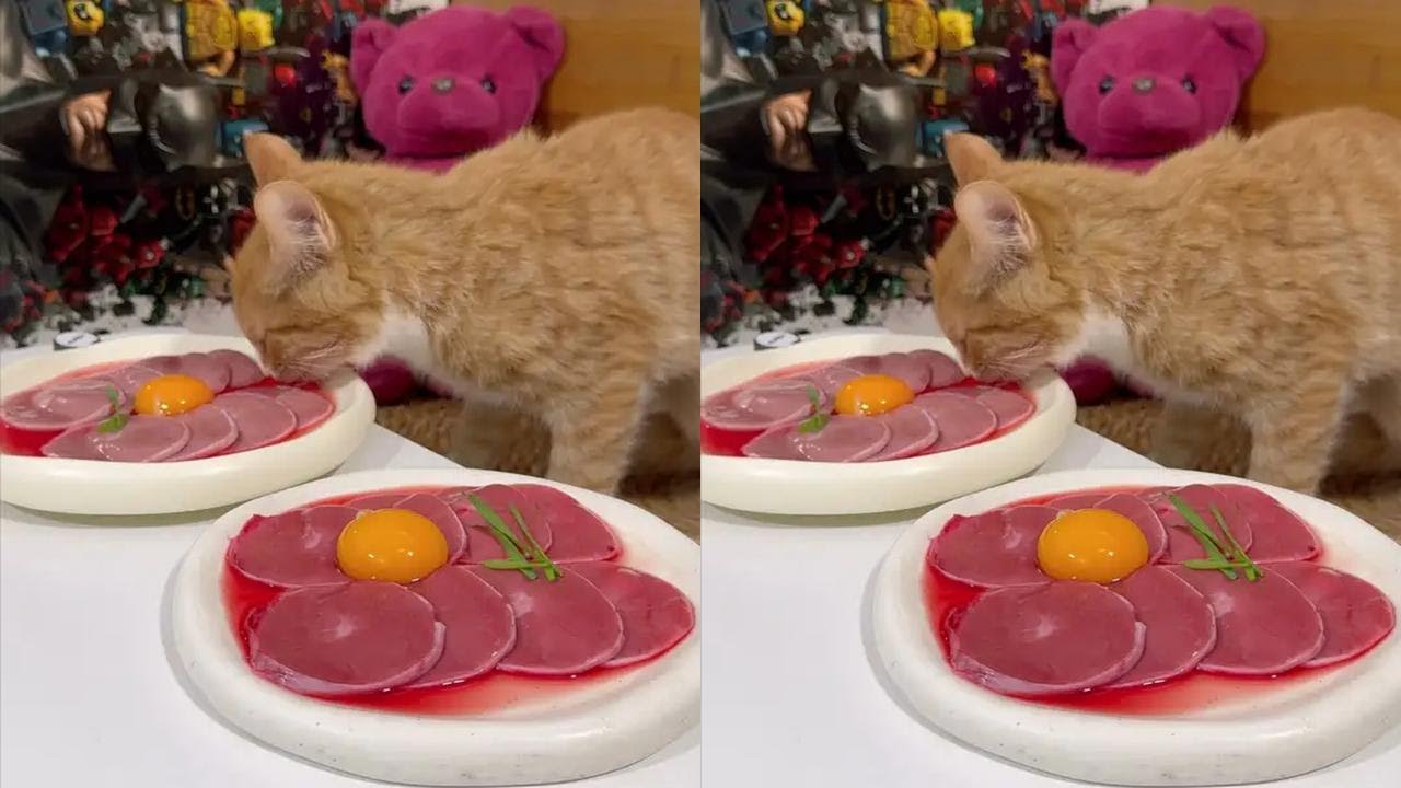 E-Zhaicai is coming new pet owner cat pet best way for cats to expel hairballs cat expulsion