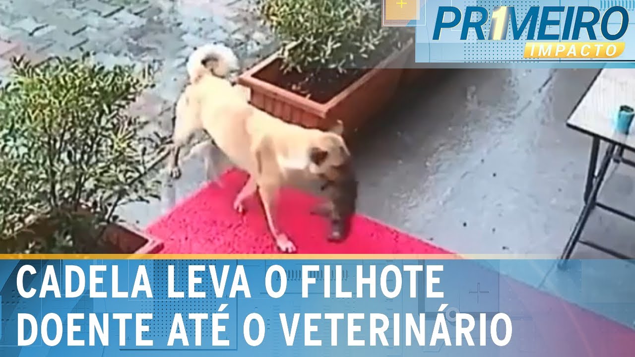 Cadela leva filhote doente até clínica veterinária na Turquia | Primeiro Impacto (17/01/25)