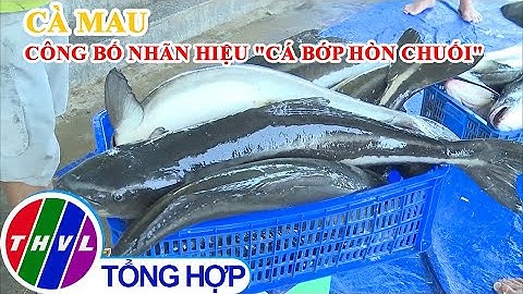 "Cá bớp Hòn Chuối" được công nhận nhãn hiệu