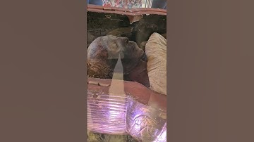 Cận cảnh xác ướp Ai Cập cổ