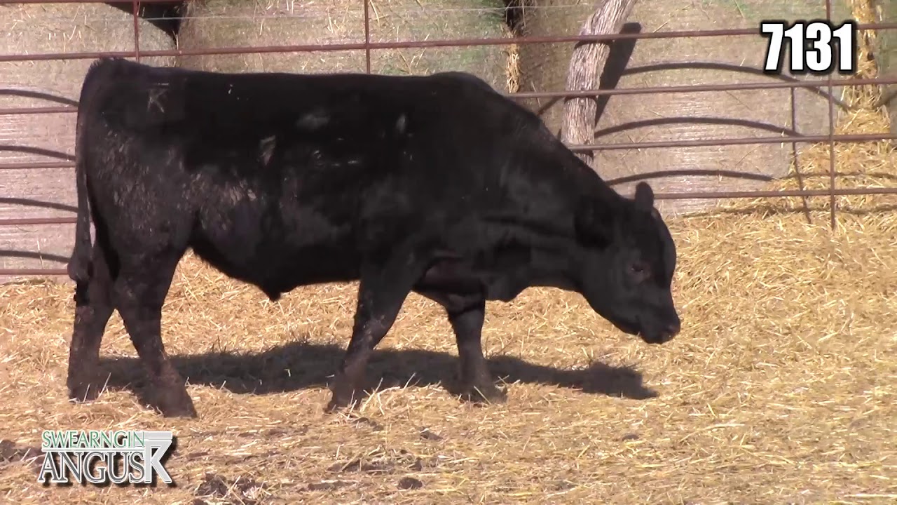 angus tasty Swearngin Angus 7131