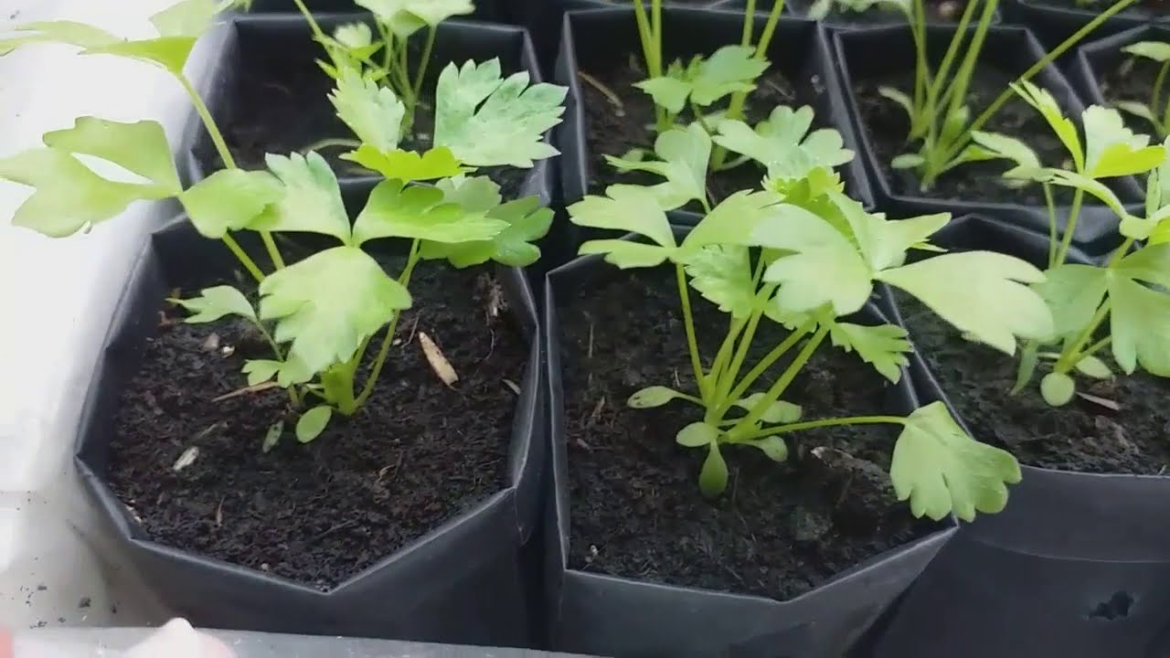 คื่นฉ่าย เริ่ม เพาะเมล็ดจนพาลงถุงขายได้