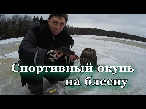 Спортивный окунь на блесну