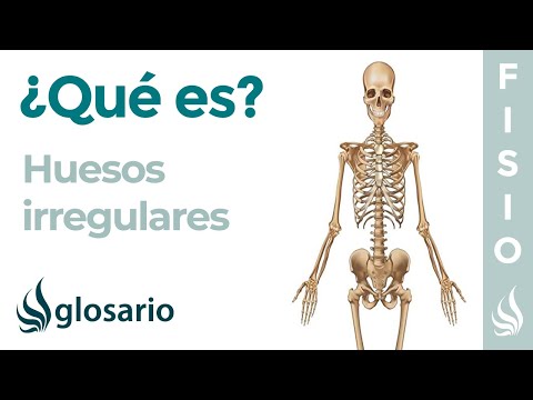 Video: ¿Las vértebras son huesos largos?