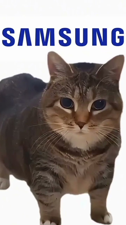 nada dering Samsung x Oia oia Oia cats π€© #viralvideo #cute #catlover #cat #funny #cutecat #kitten