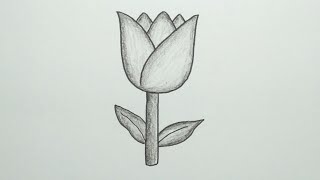 Cara menggambar bunga tulip - Flower drawing