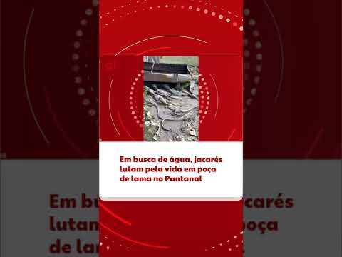 O governo do estado decretou situação de emergência devido às queimadas no Pantanal e no Certado #g1