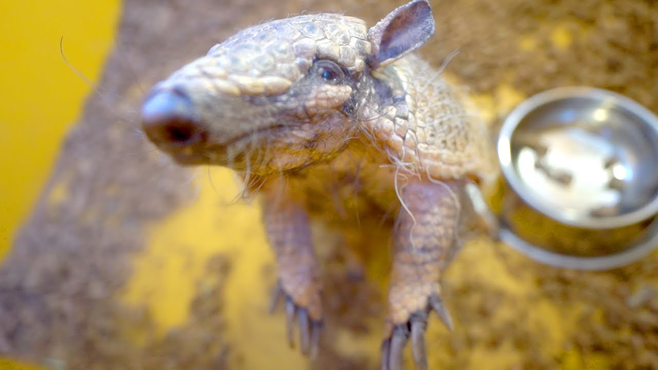 食事を見られたくなくてカメラに猛攻撃してくるアルマジロがかわいい - YouTube