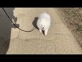 地元の河川敷を歩く今日のマヨ