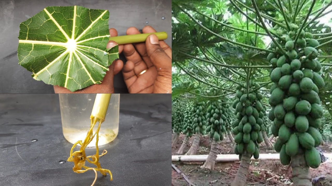 How to grow papaya tree single leaf in water _ papaya cutting _ stem