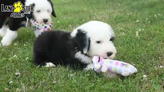 Handsome Old English Sheepdog Puppies