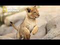 Cecil The Legacy Of A King Lion Pride Documentary National Geographic Documentary 2023