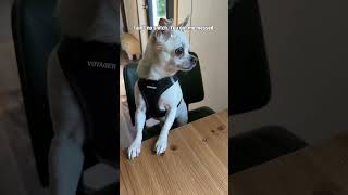 I ain’t no snitch 😂 #dogsoftiktok #dog #chihuahua #nova #abbieandlindsay
