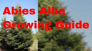 Abies alba Growing Guide