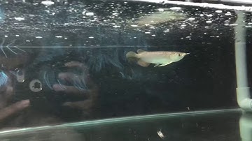 Quá trình phát triển của cá rồng huyết long